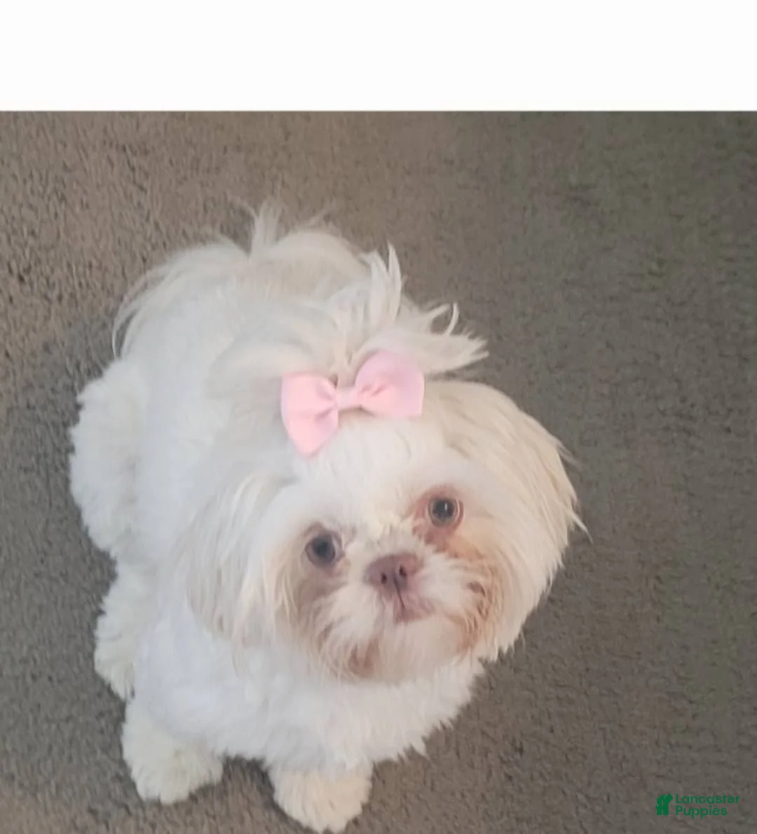 Shih Tzu dogs for sale: Shih Tzu 1 - Ad 3