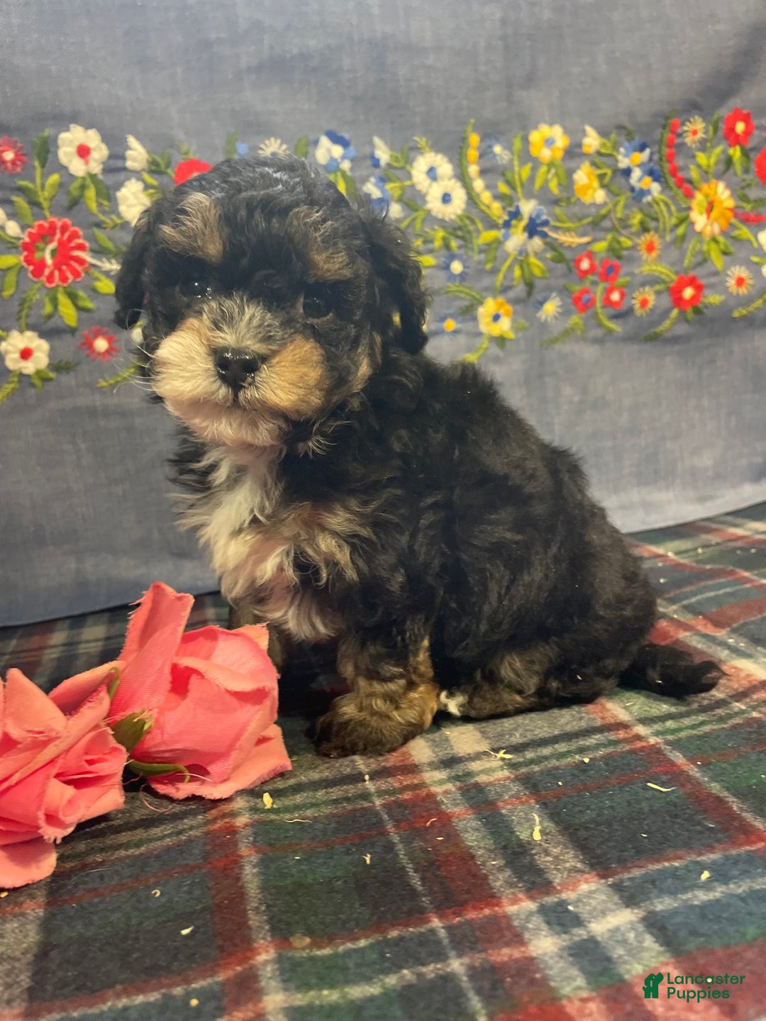 Toy Poodle dogs for sale: Peanut - Ad 2