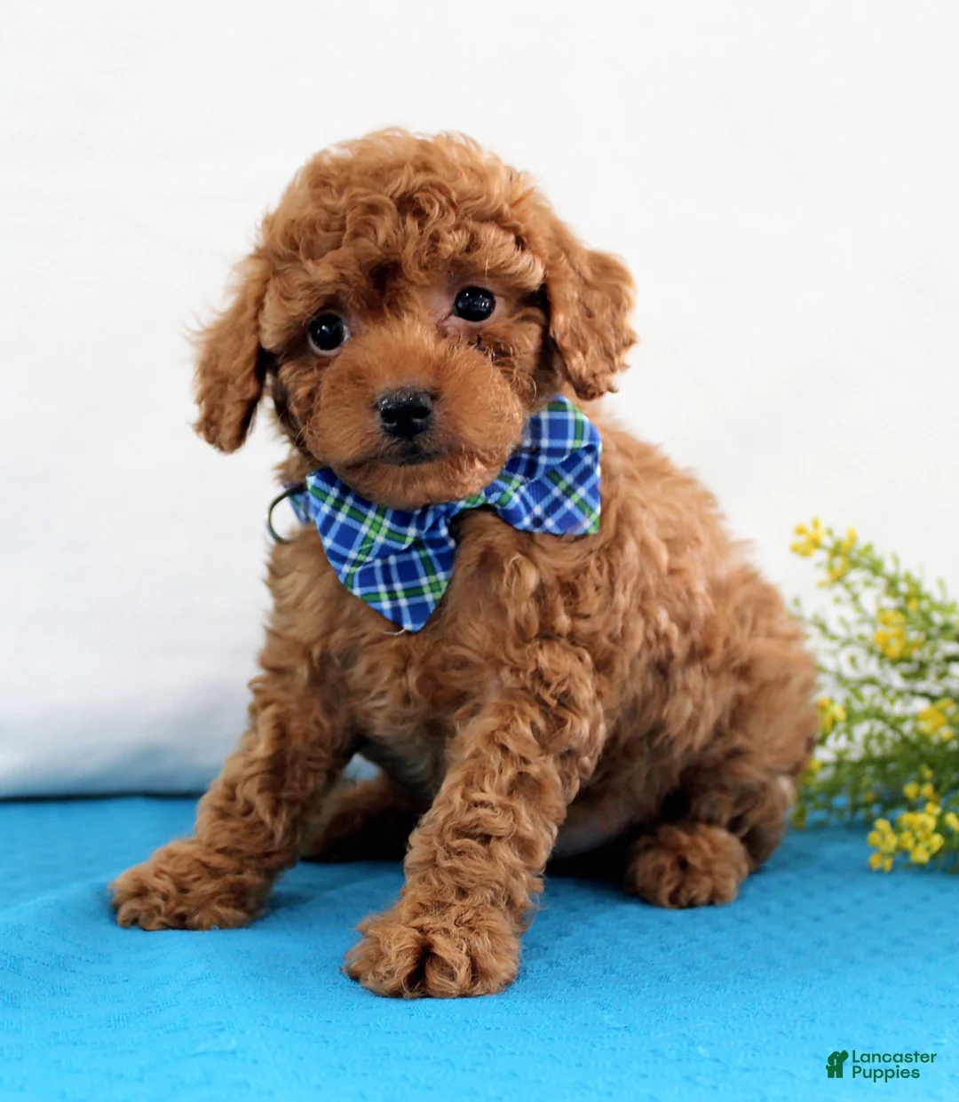 Toy Poodle dogs for sale: Tiny Myles, Full AKC - Ad 1