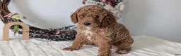 Miniature Poodle dogs for sale: Sparky - Ad 6