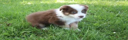 Australian Shepherd dogs for sale: Smith - Ad 6