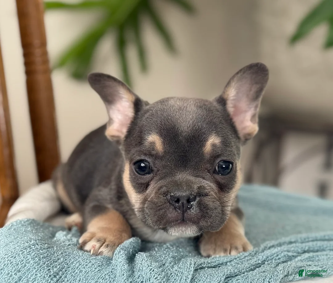French Bulldog dogs for sale: Wyatt - Ad 16