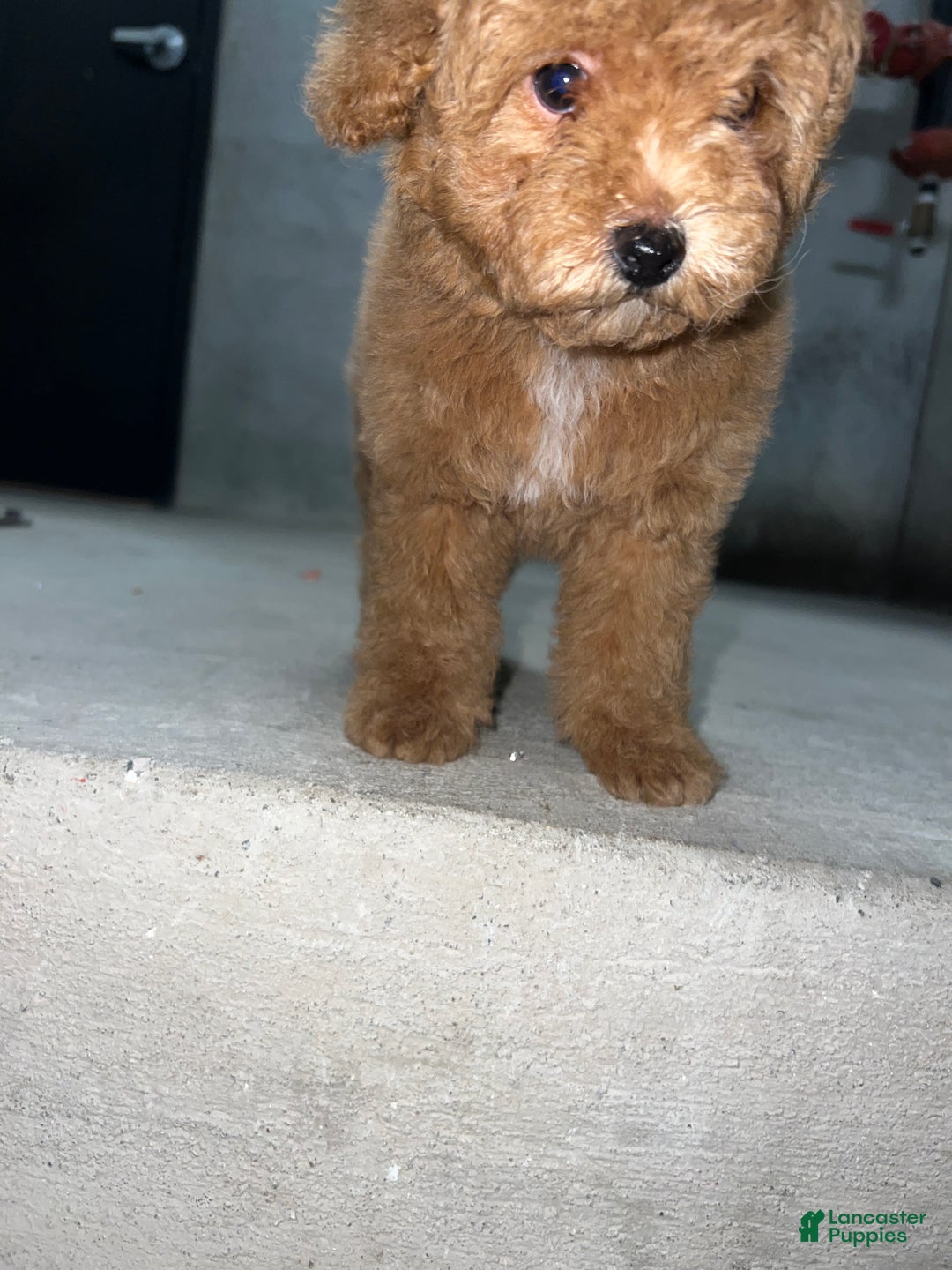 Maltipoo dogs for sale: Maltipoo Puppy 1 - Ad 1