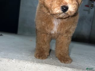 Maltipoo dogs Maltipoo Puppy 1 - Ad 1