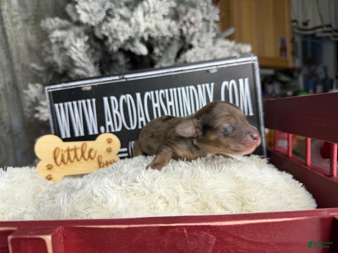 Miniature Dachshund dogs for sale: Cream dapple - Ad 6