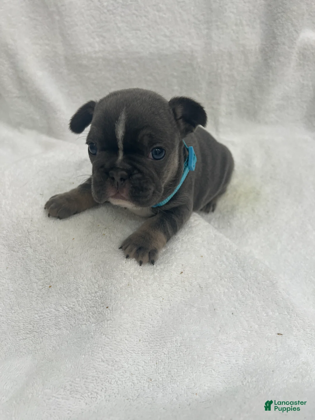 French Bulldog dogs for sale: French Bulldog - Blue - Ad 2