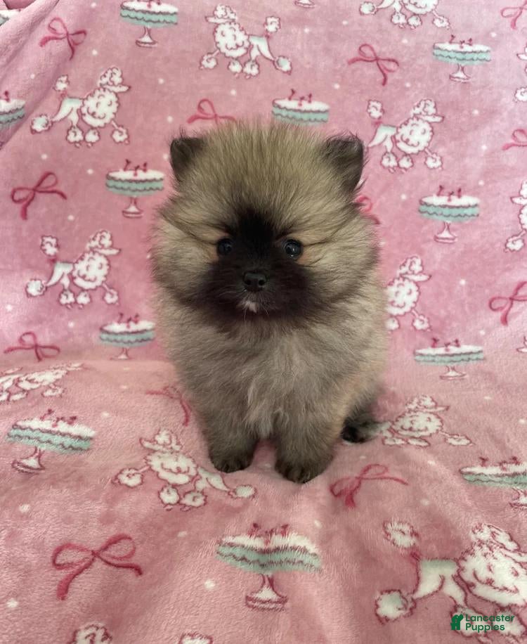 Pomeranian dogs Elsy - Ad 22