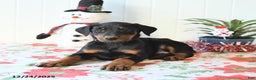 Doberman Pinscher dogs for sale: Baxter - Ad 4