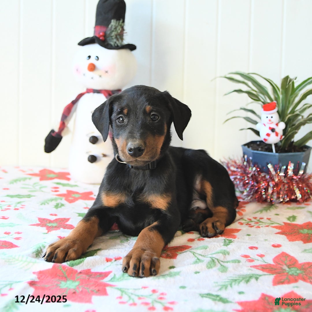 Doberman Pinscher dogs for sale: Baxter - Ad 4