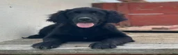 Mixed Breed dogs for sale: Max - Ad 2
