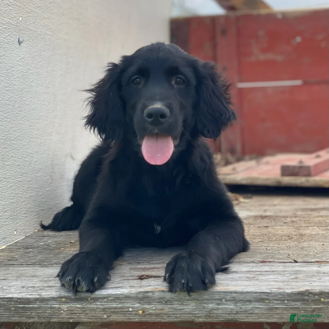 Mixed Breed dogs for sale: Max - Ad 2