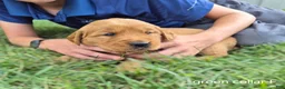 Golden Retriever dogs for sale: Penny (green collar) - Ad 3