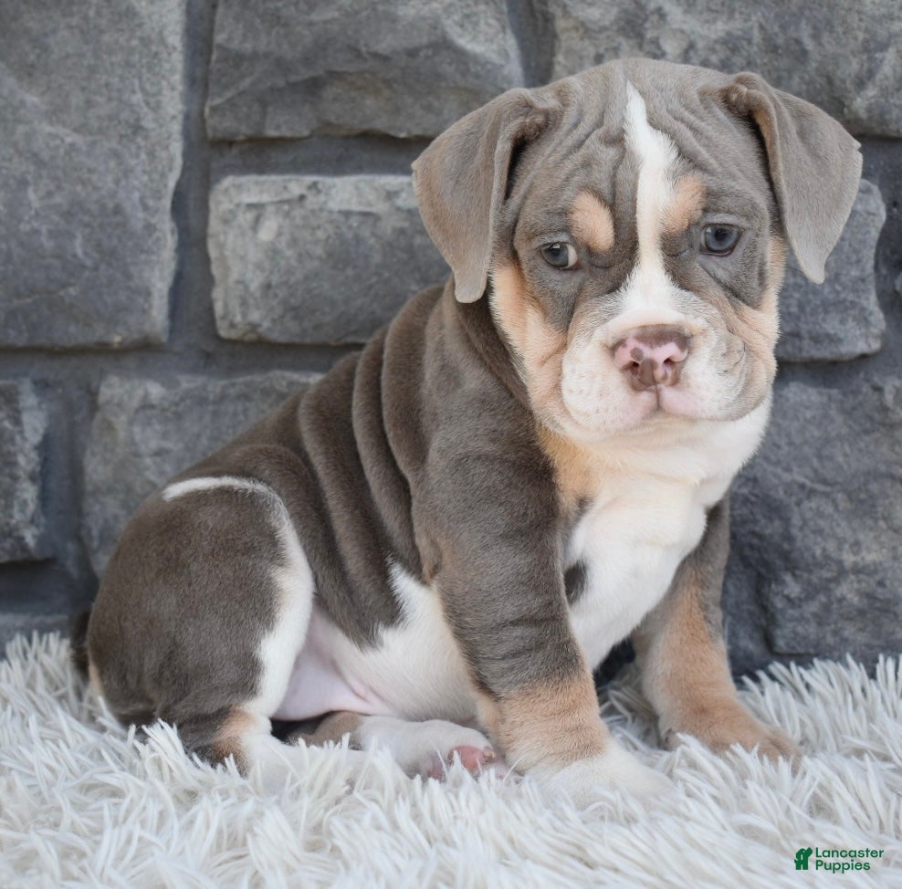 Beabull dogs Bella - Ad 2
