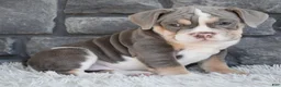 Beabull dogs for sale: Bella - Ad 2