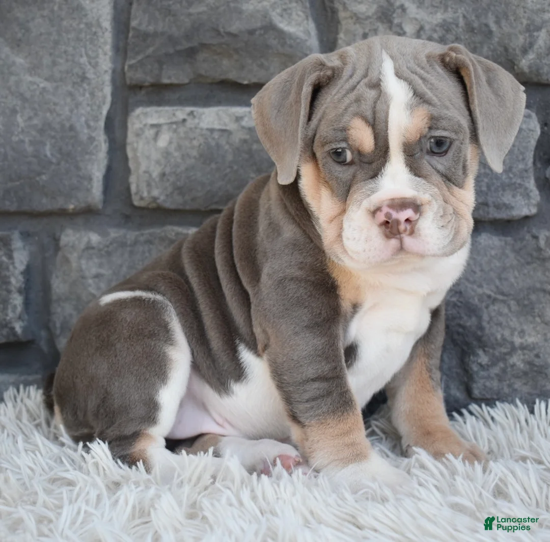 Beabull dogs for sale: Bella - Ad 2