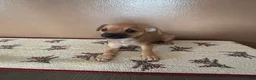 Chihuahua dogs for sale: Chihuahua Puppy 3 - Ad 10