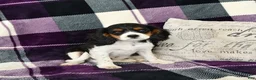 Cavalier King Charles Spaniel dogs for sale: Oliver - Ad 4