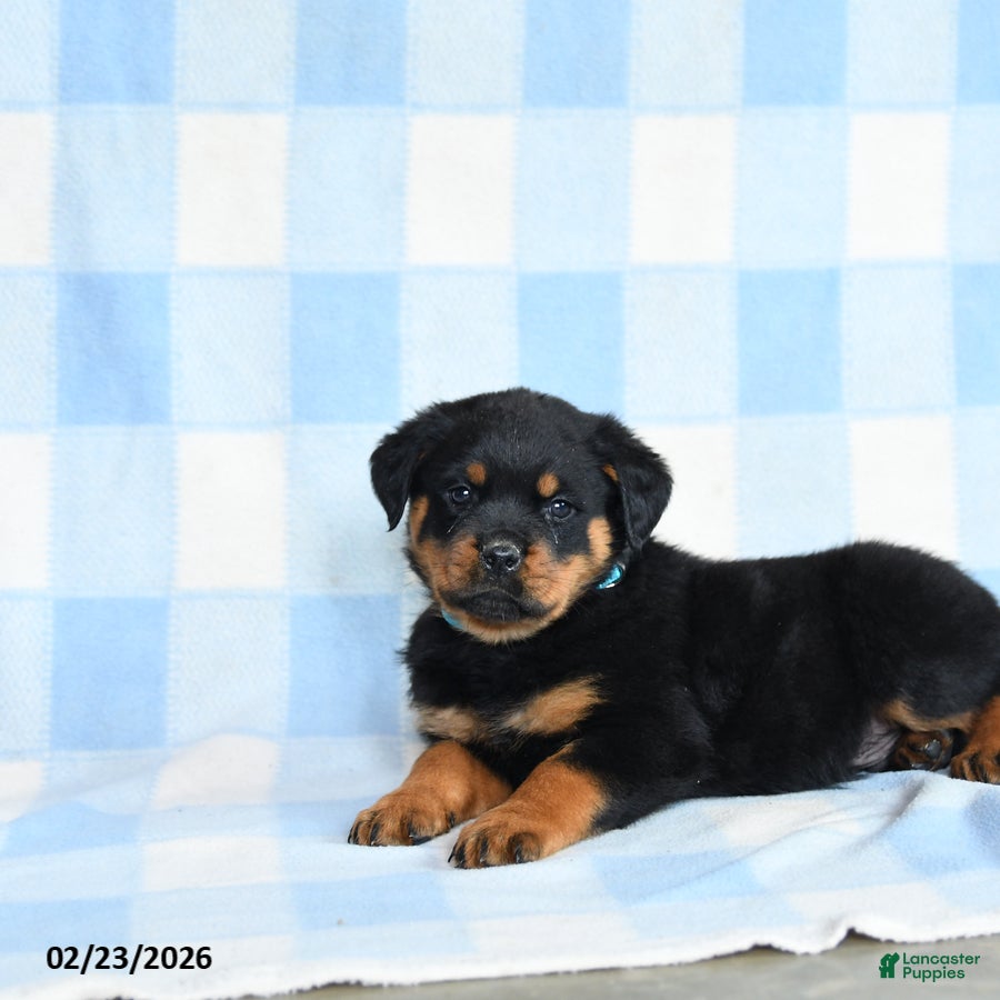 Rottweiler dogs Winston - Ad 2