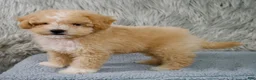 Mini Goldendoodle dogs for sale: Mini Goldendoodle 1 - Ad 3