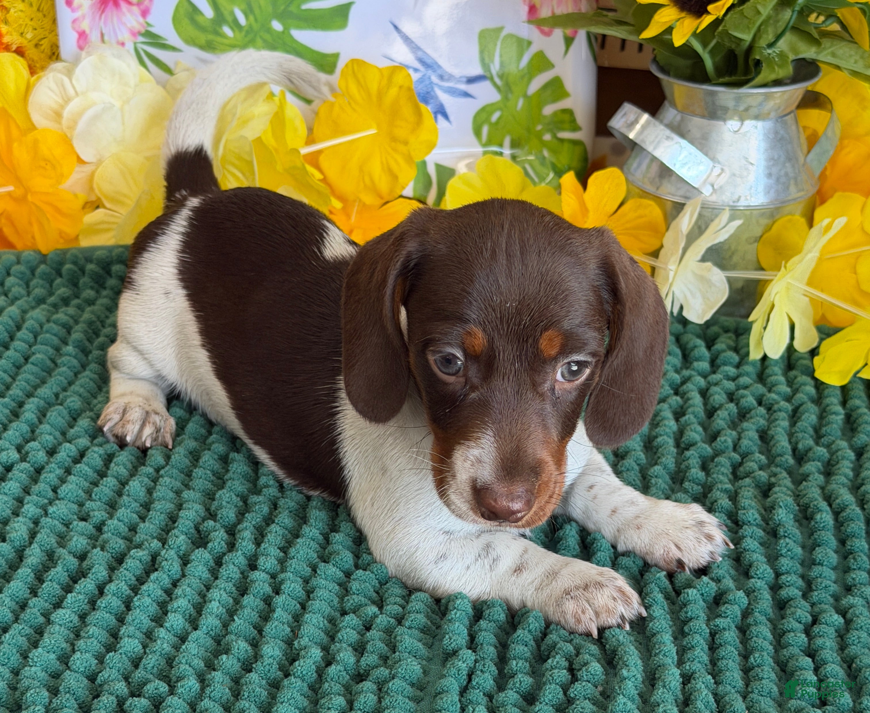 Miniature Dachshund dogs John - Ad 26