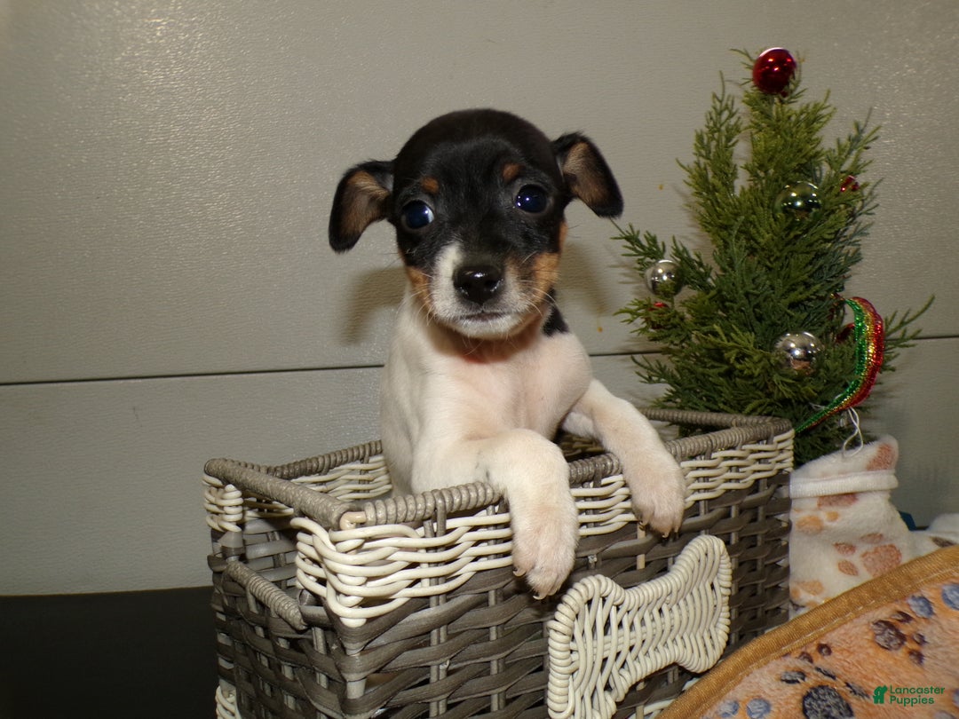 Rat Terrier dogs for sale: Rat Terrier Puppy 1 Rudy - Ad 3