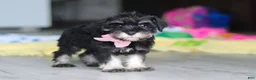 Miniature Schnauzer dogs for sale: Daisy - Ad 5
