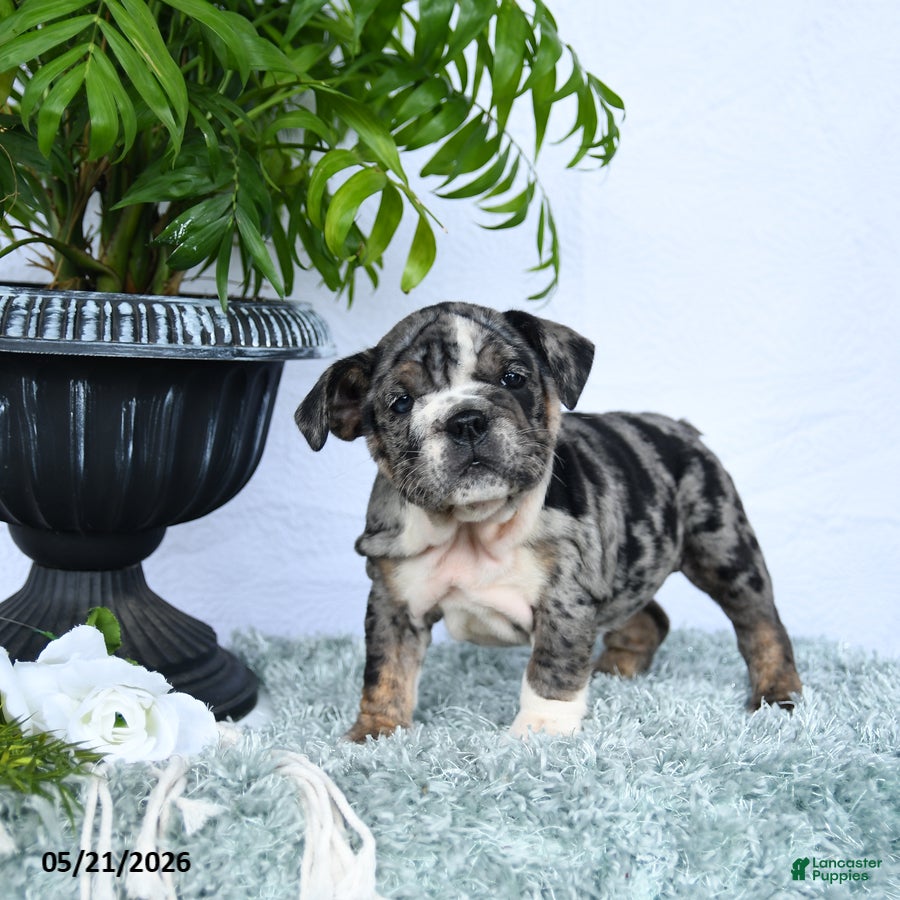 English Bulldog dogs Sage - Ad 2