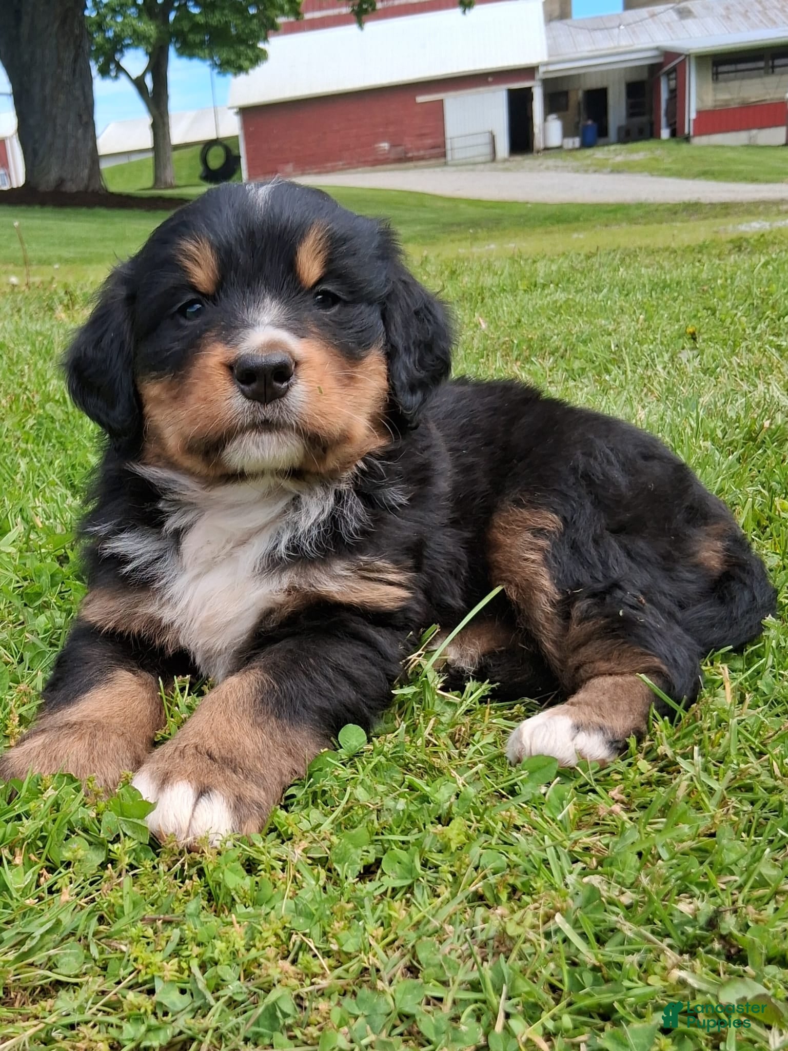 Bernese Mountain Dog dogs Prince - Ad 2