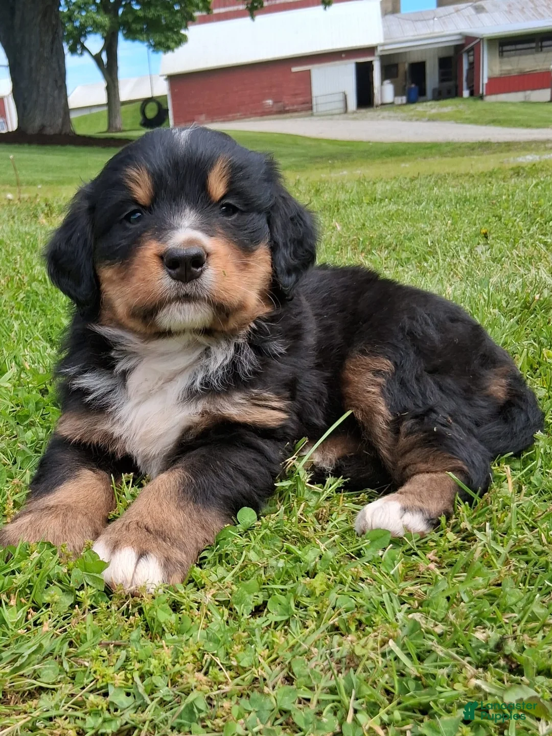 Bernese Mountain Dog dogs for sale: Prince - Ad 2