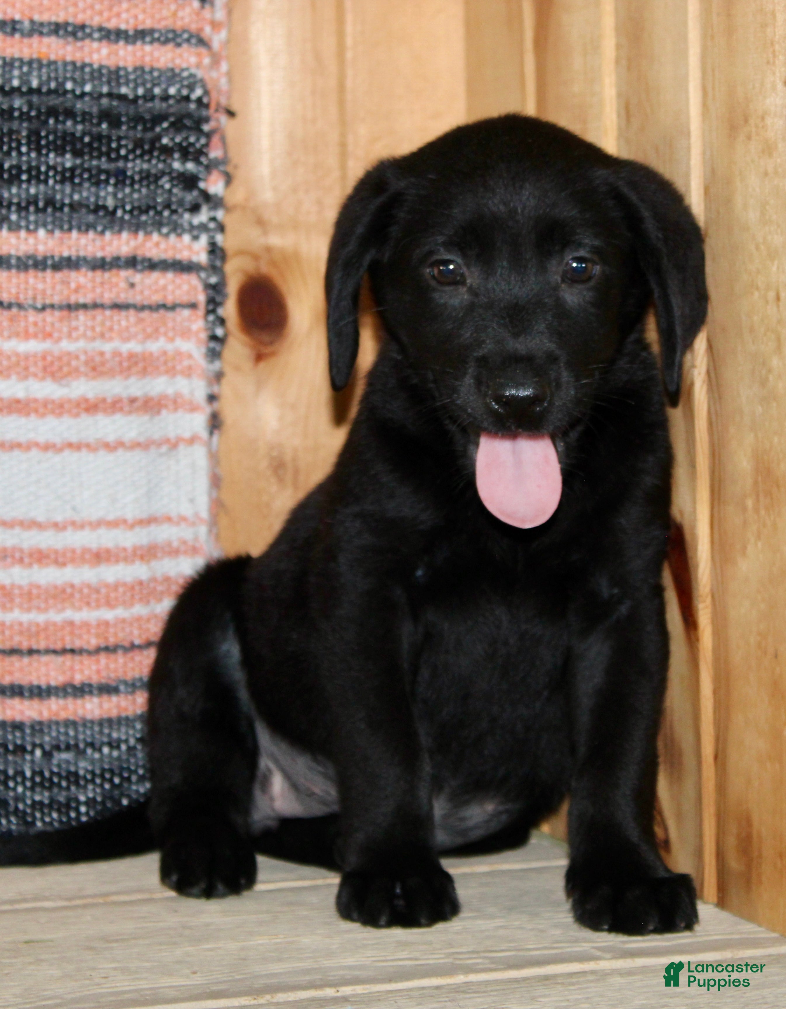 Labrador Retriever dogs Bonnie - Ad 1