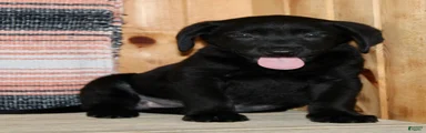 Bonnie