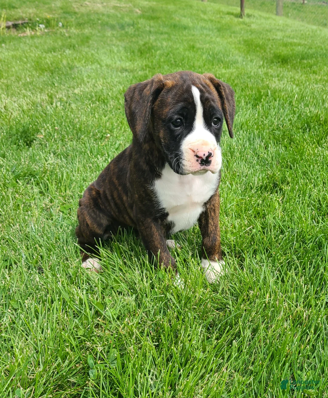 Boxer dogs for sale: Max - Ad 11