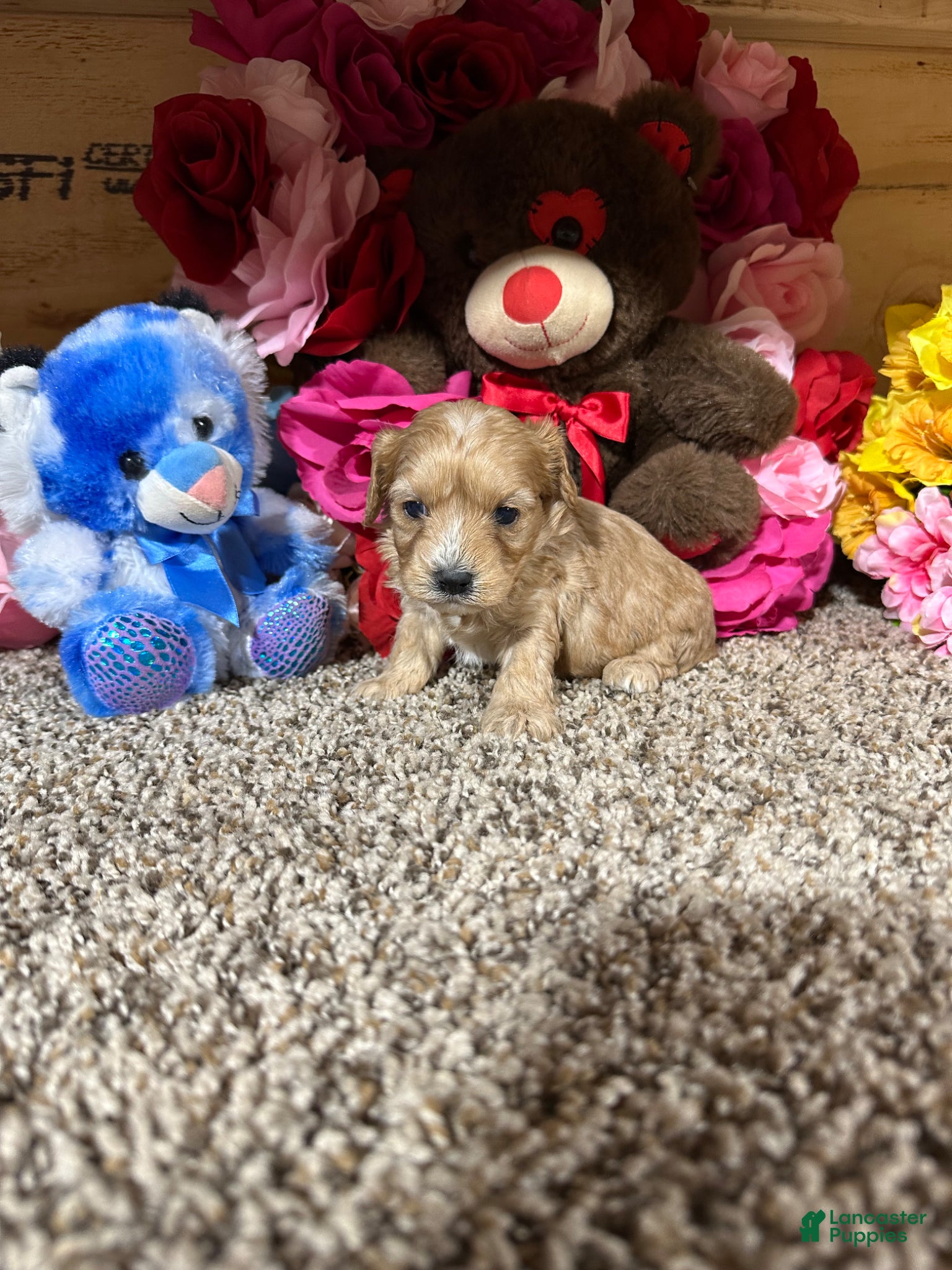 Cavapoo dogs Cavapoo Puppy 2 - Ad 2