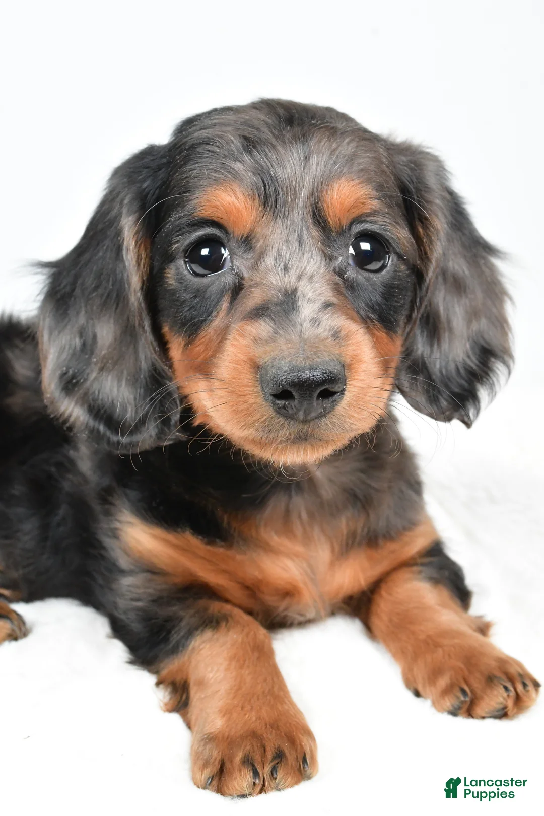 Dachshund dogs for sale: Cassandra - Ad 8