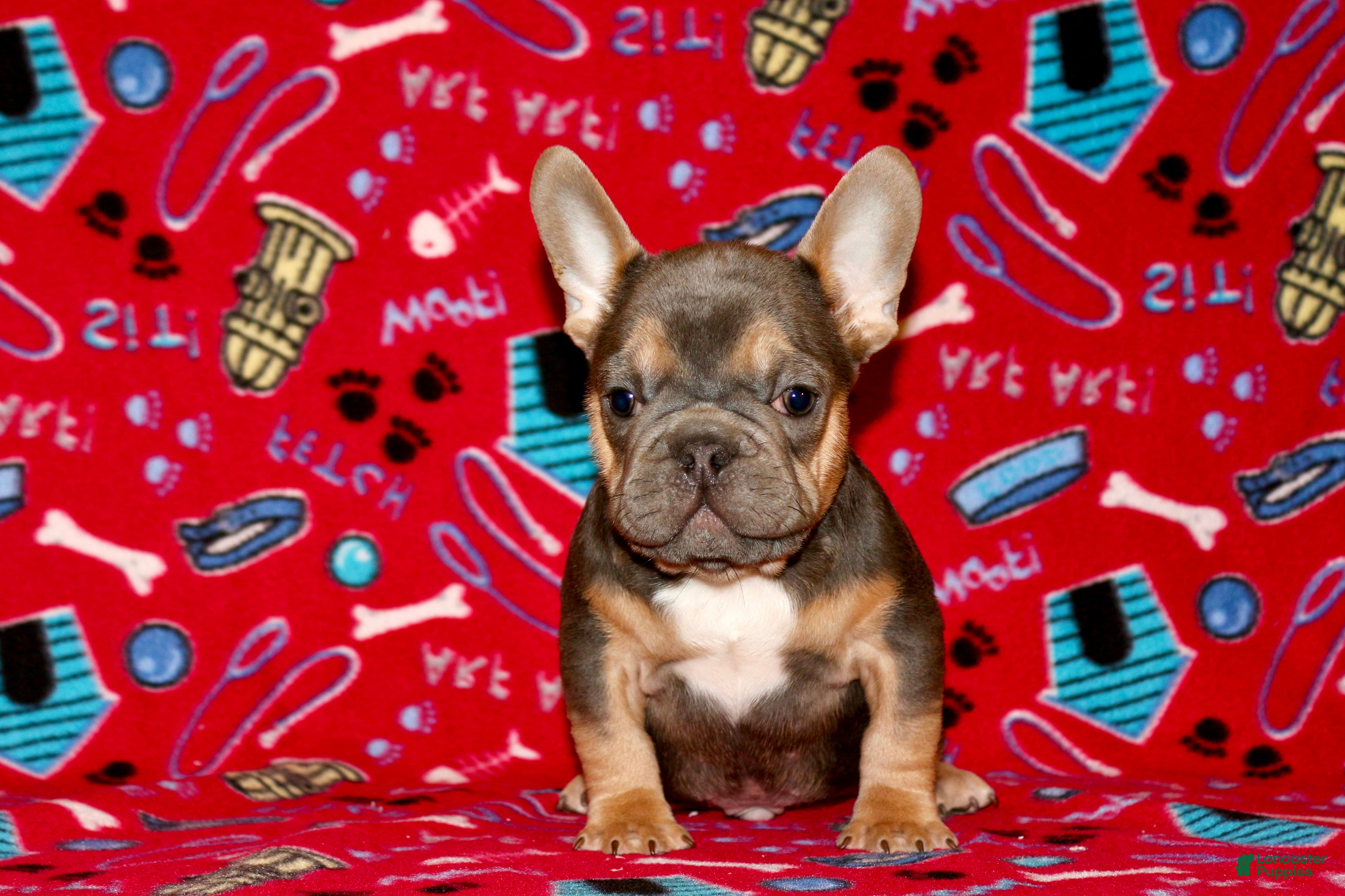French Bulldog dogs  Puppy 3 - Ad 20