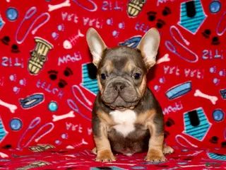French Bulldog dogs Puppy 3 - Ad 20
