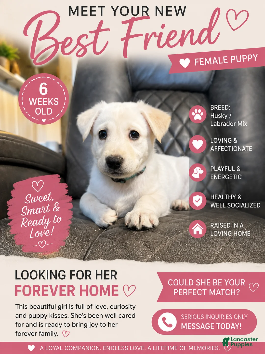 Mixed Breed dogs for sale: Nanook (Polar Bear) - Ad 1