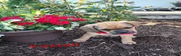Puggle dogs for sale: Foxtail - Ad 2