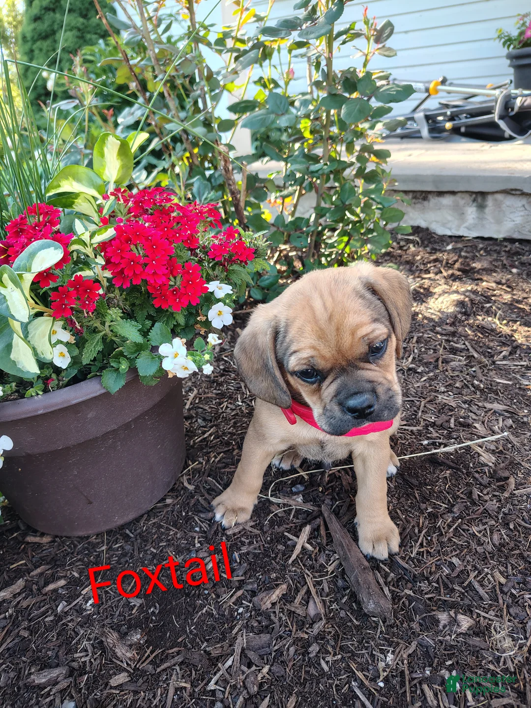 Puggle dogs for sale: Foxtail - Ad 2