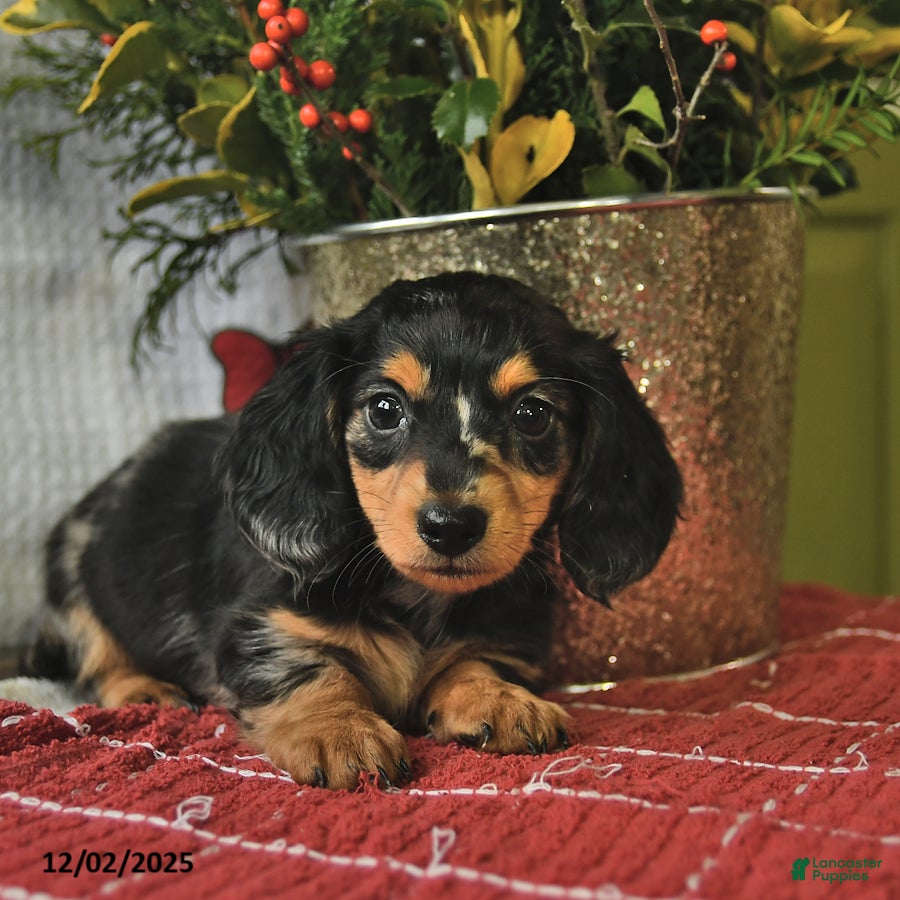 Miniature Dachshund dogs Cupcake  - Ad 29