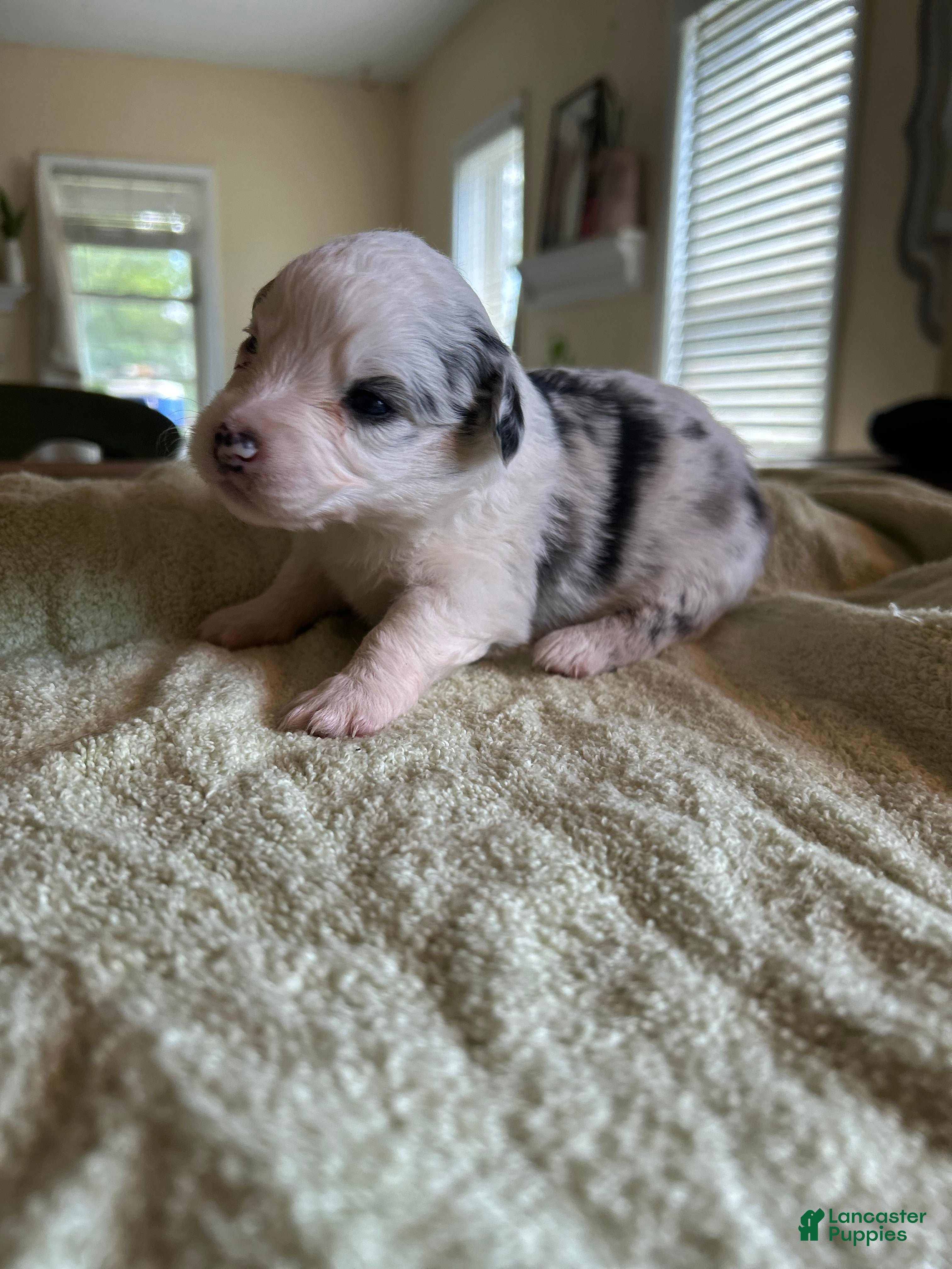 Mixed Breed dogs Spot - Ad 1
