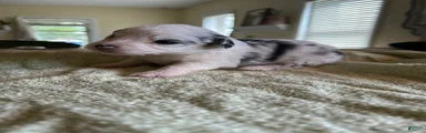 Spot
