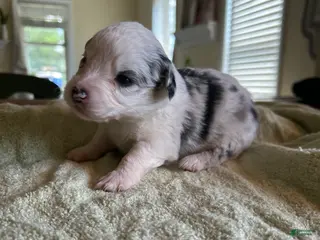 Mixed Breed dogs for sale: Spot - Ad 4