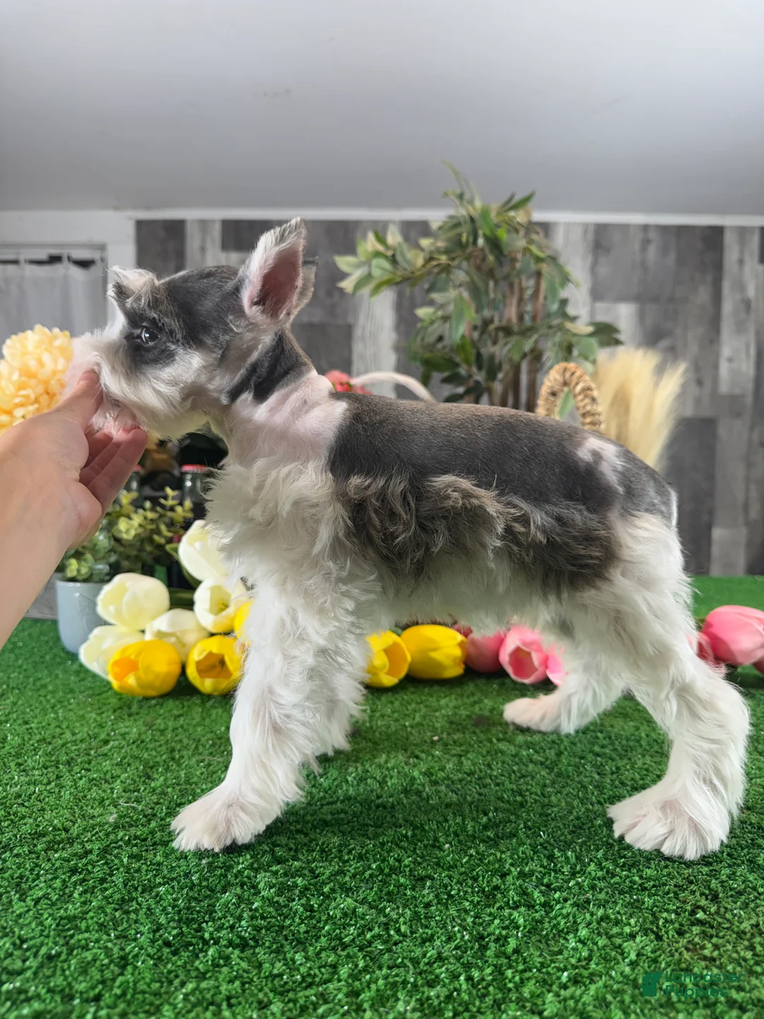 Miniature Schnauzer dogs for sale: Melody  - Ad 5