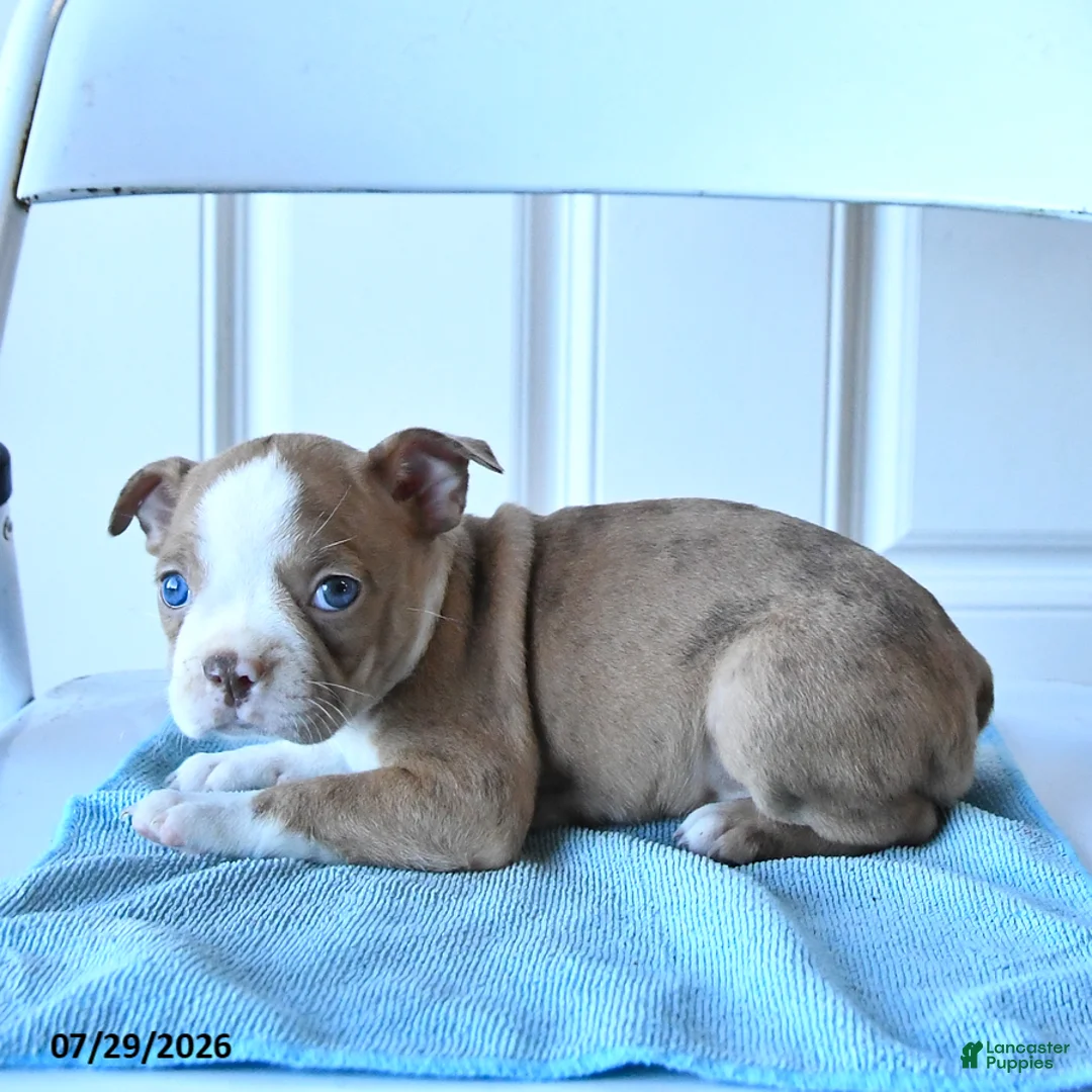 Boston Terrier dogs for sale: Bella   - Ad 3