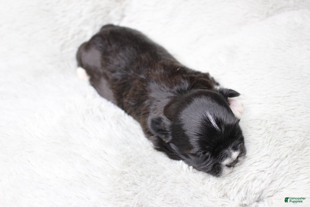 Havanese dogs for sale: CoCo - Ad 18