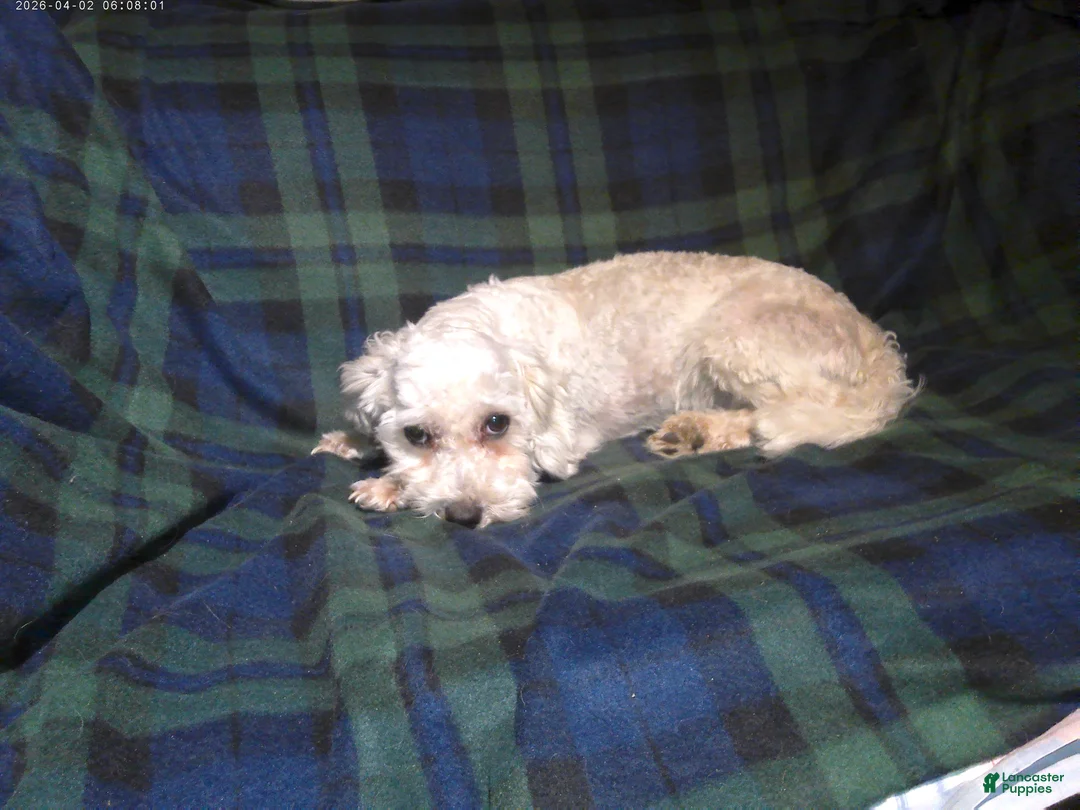 Maltipoo dogs for sale: Lad--- Maltipoo male, in home raised, non-shedding  - Ad 1