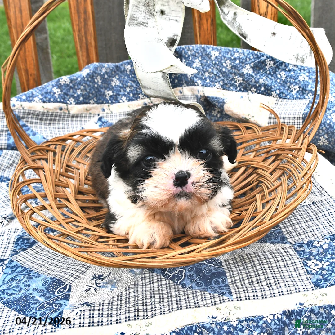 Teddy Bear dogs for sale: Truffles - Ad 1
