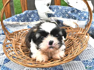 Teddy Bear dogs for sale: Truffles - Ad 1