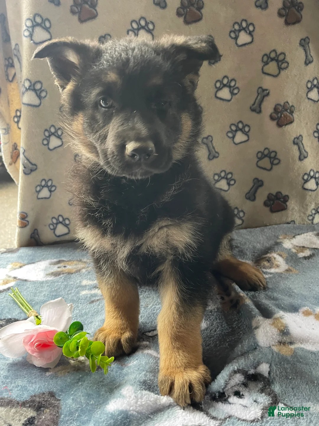 German Shepherd dogs for sale: Petey - Ad 3